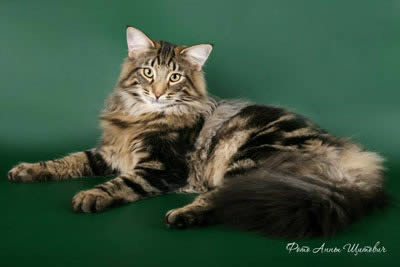 Норвежская лесная (Norwegian Forest Cat)