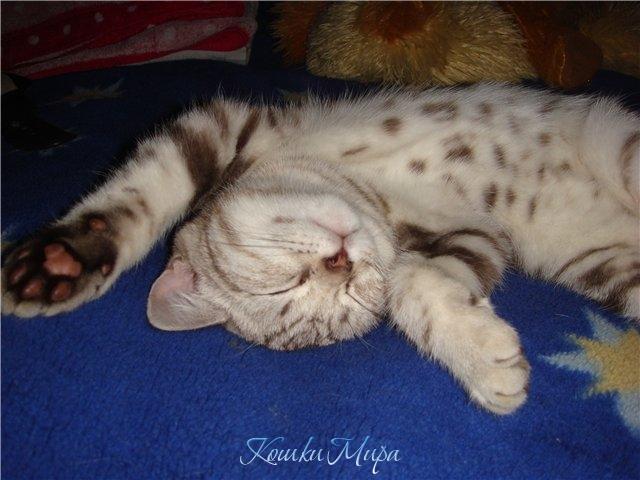 Шоколадные лапки!