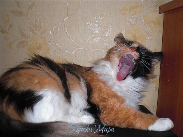 33 - Или песенку споём