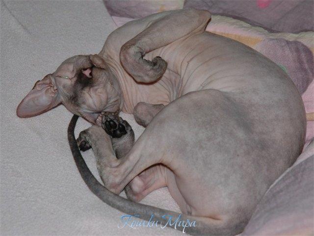 42 - Нежнее и милее кисы  Ты не найдешь - на целом свете...