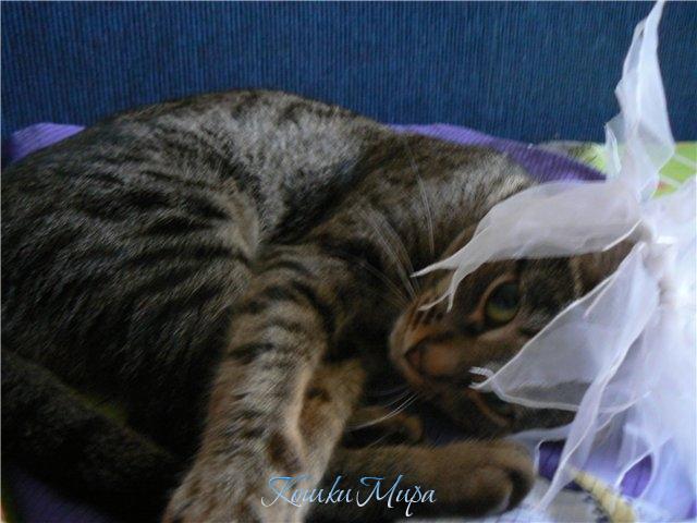 45 - Этот взгляд из-под вуали...