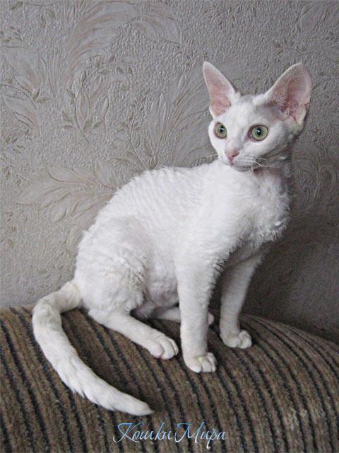 BELAVA-GENTLE-RINGLET-6,5m.