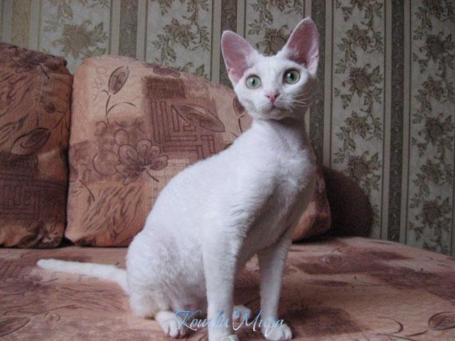 8апр.09г.-БЕЛАВА.jpg