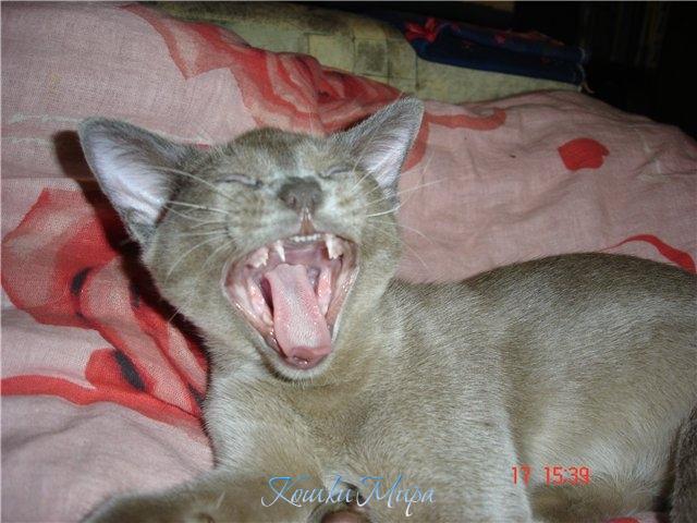 Я на солнышке лежу...