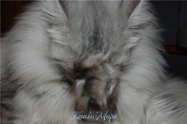 Молитва о корме...сухом и мокром...на каждый день и утром и вечером...