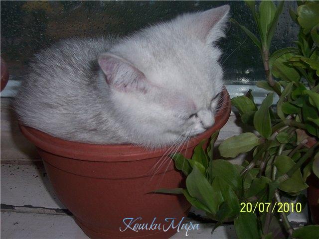 Премиленький цветочек!