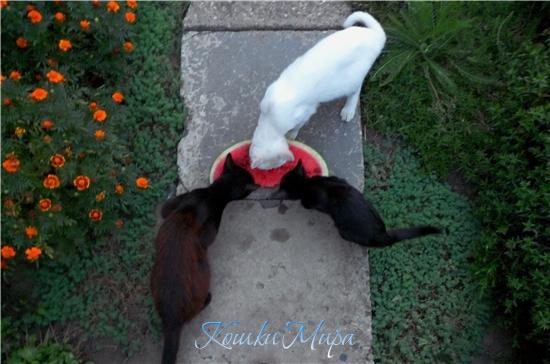 На сочный арбуз налетайте,друзья, Спасет он от жажды и жаркого дня!