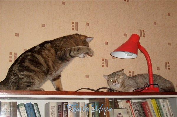 Все, все, согласна! Смотрим хоккей...