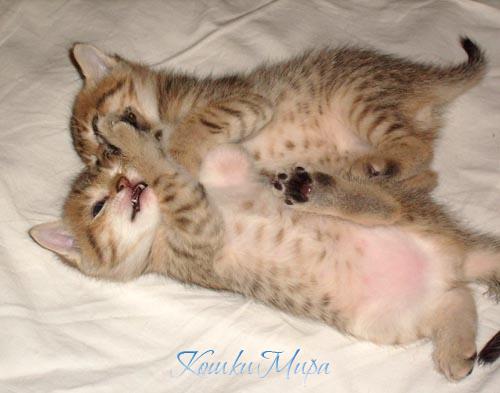 Кто сказал, что мы подрались?  Мы не дрались, а боролись.