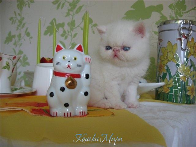 Желаю всем благополучия в год белого кота!
