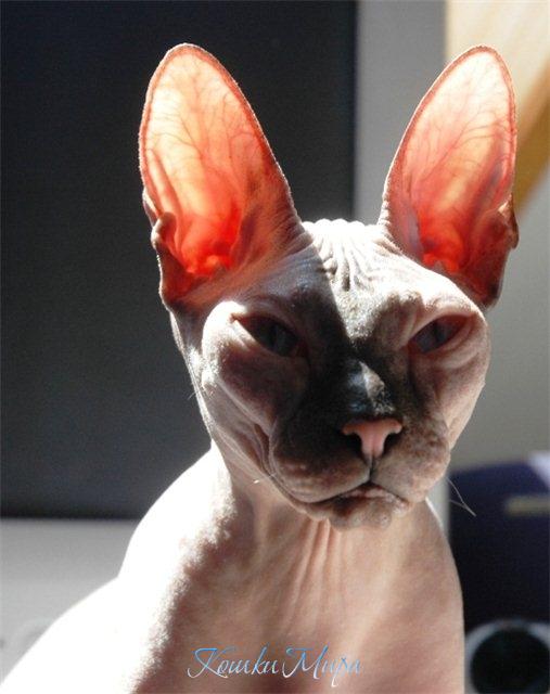 Cолнечный зайчик - собственной персоной !