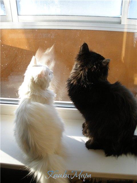 Наблюдать за птичками в окошко  вместе очень любят мои кошки.