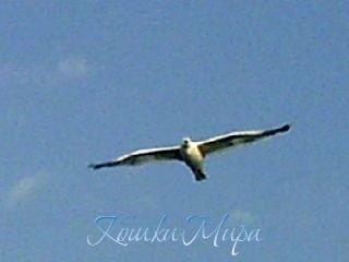 Чувство свободы