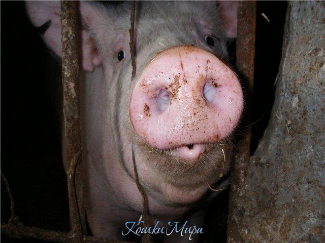 Это уже не пятачок,а целых 10 рублей