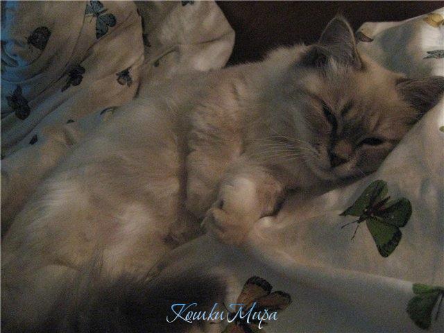 Светотень и котик