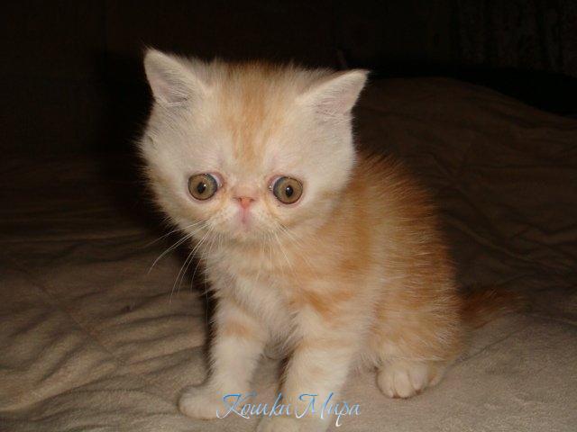 В омуте глаз твоих утону