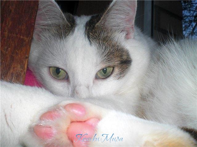 Твой задумчивый взгляд дарит мне  лучик света средь жизни тумана.....