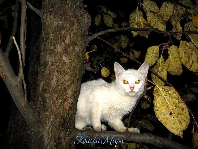 Ночной гость