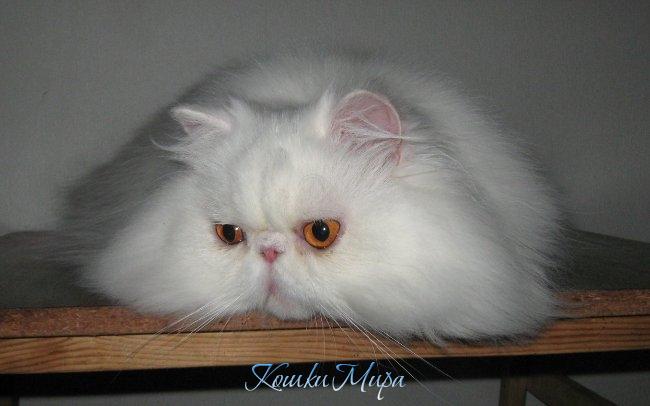 Ты что не видишь? Я просто маленькая морская свинка