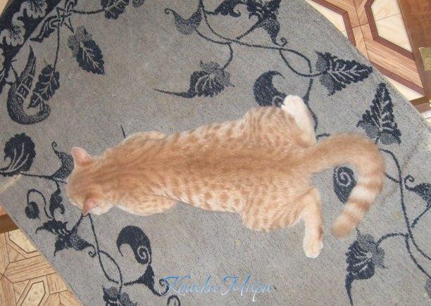 Моя любимая котокреветка