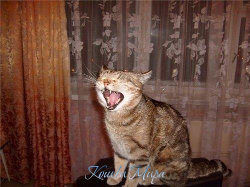 Я - тига-а-р-р-р!