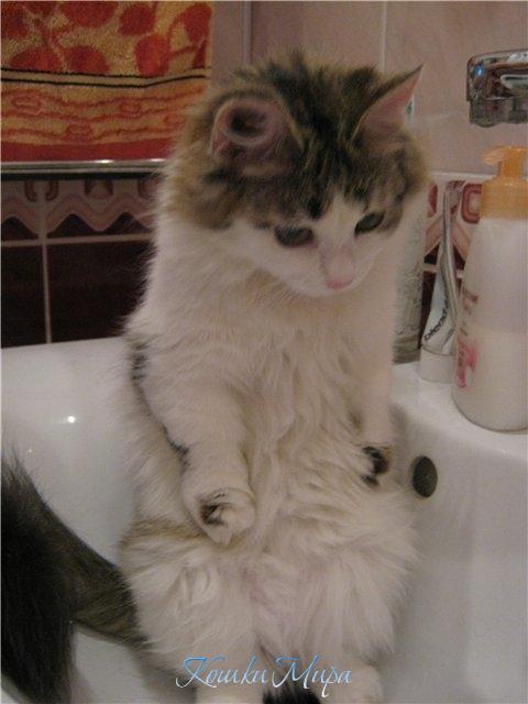 Ну вот! Пришла помыться! А вода то где?