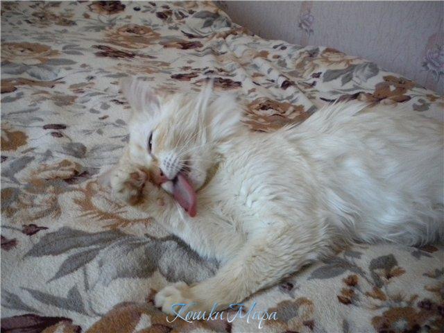 Чего это сразу лентяй! Подумаешь, моюсь лежа...