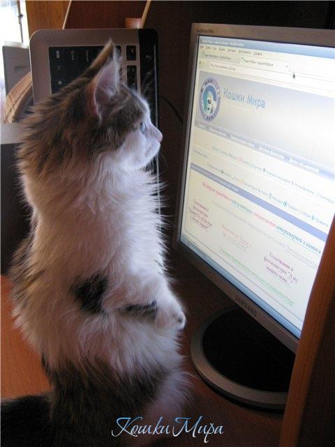 Тааак... наш форум! Пока мамы нет, посмотрю что тут про нас пишут...
