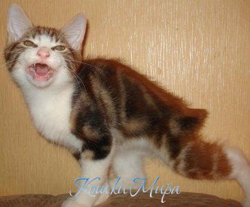 ШШШШтрашней котенка зверя нет!!!