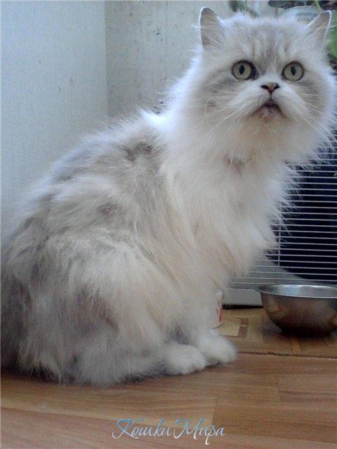 Что это? Кто это?