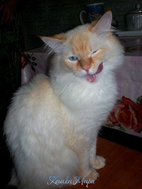 Вкусно, Добрынюшка? Вкусно, но ма-а-а-а-а-а-а-а-а-а-ало!