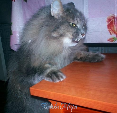 Что???!!! На кого я похож???!!! Да, я тебе...да, я тебя...