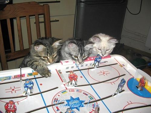 Шайбу! Шайбу! Шайбу!