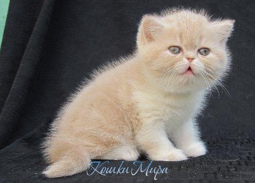 Ох, сейчас чихну!