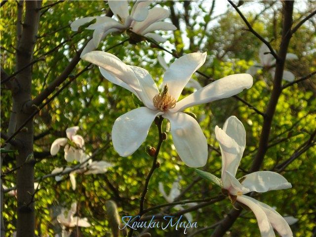 Магнолия