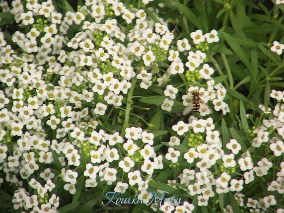 Пчёлка на цветочках
