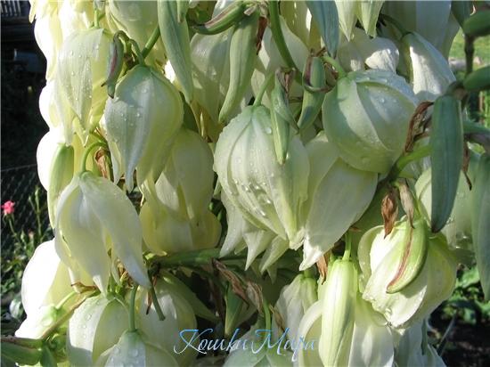 Юка-южная красавица