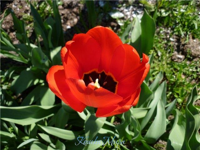 Тюльпан Тюльпаныч