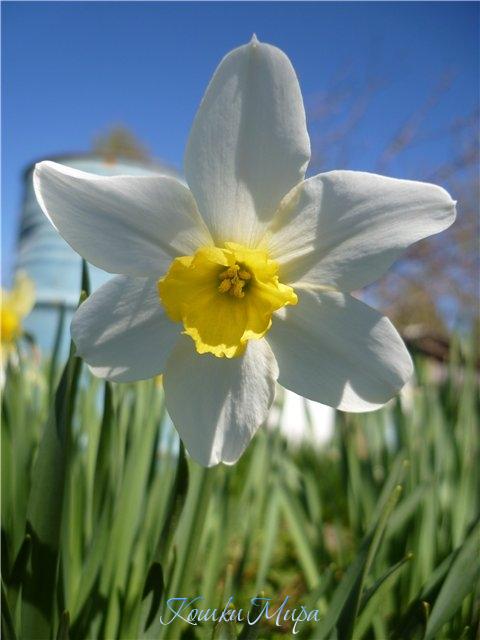 В простом цветке столько грации...