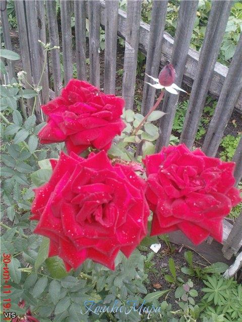 Сибирские красавицы