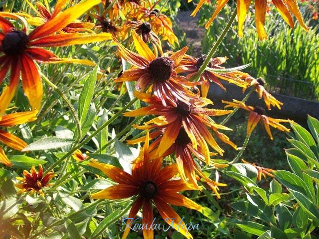 Радость нового дня