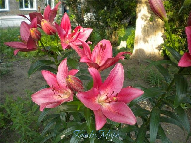 Мамины лилии