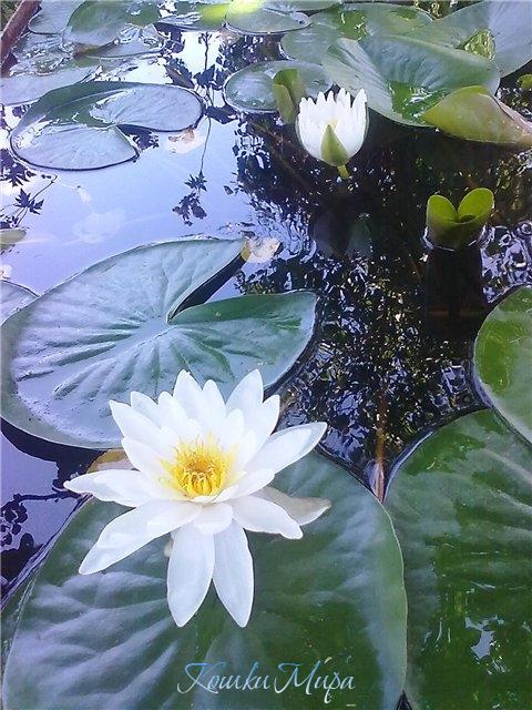 Царица местных вод