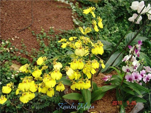 Орхидеи... такие разные как мы...