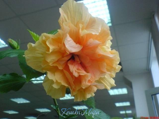 Я-роза "чайная", во всех смыслах!