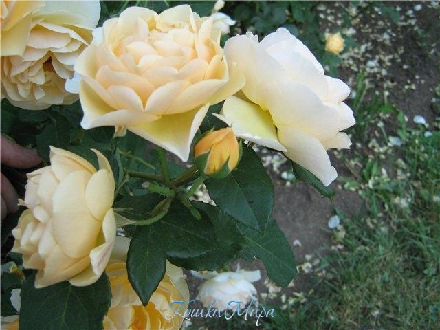 Розы,розы,розы прекрасные всегда!