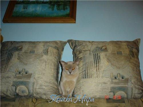 Найди кошку на диване )) Квартирная маскировка