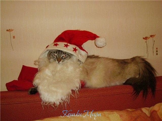 Красавица Фифина желает всем счастливого Рождества!