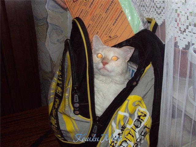 Кого лучше взять с собой в школу: учебник русского или ученого кота?