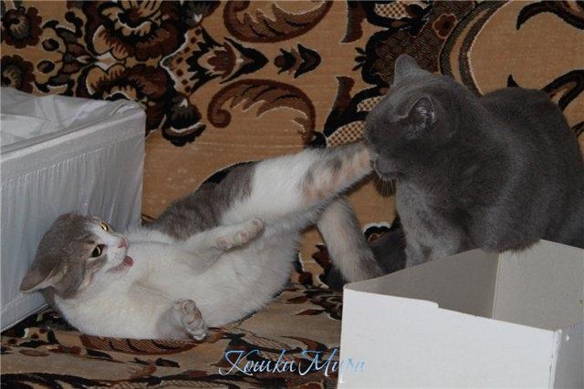 КИИИЯЯЯЯ! Кунг-фу-Радка!!!